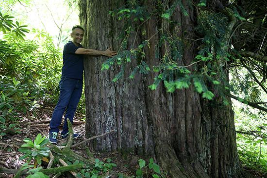 Dünyanın bilinen en yaşlı 5 ağacından biri Zonguldak'ta